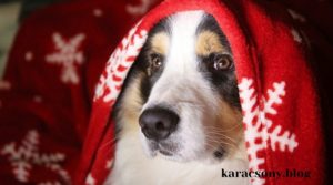 Kutya piros takaróval